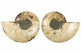 Cut & Polished, Agatized Ammonite Fossil - Madagascar #308726-1